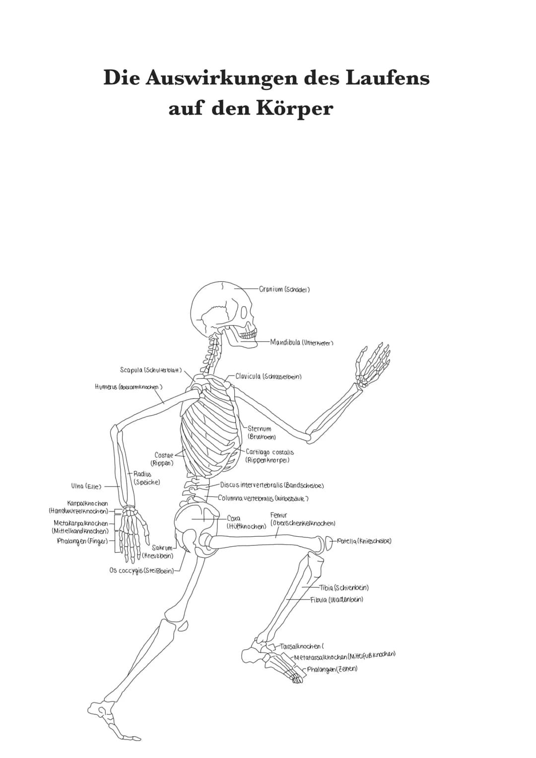 Die Auswirkungen des Laufens
auf den Körper
Ulna (Elle)
Humerus (Oberarmknochen)
Scapula (Schulter blatt)
Karpalknochen
(Handwurzelknochen)-