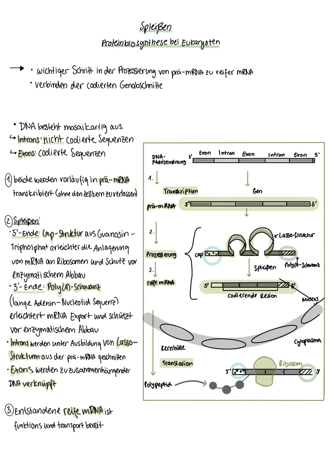 Spleißen
Proteinbiosynthese bei Eukaryoten
wichtiger Schritt in der Prozessierung von prä-mRNA zu reifer mRNA
verbinden der Codierten Genabs