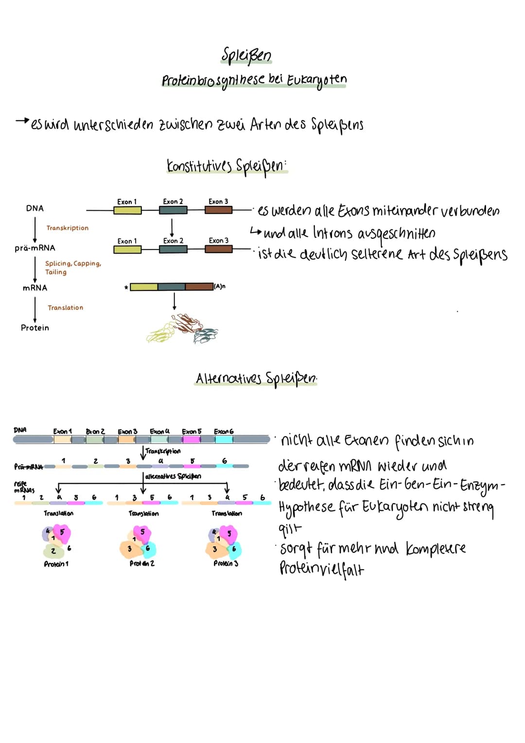 Spleißen
Proteinbiosynthese bei Eukaryoten
wichtiger Schritt in der Prozessierung von prä-mRNA zu reifer mRNA
verbinden der Codierten Genabs