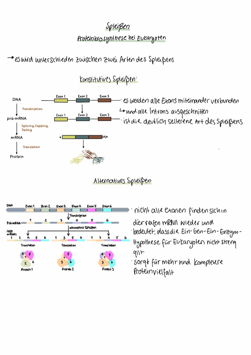 Spleißen
Proteinbiosynthese bei Eukaryoten
wichtiger Schritt in der Prozessierung von prä-mRNA zu reifer mRNA
verbinden der Codierten Genabs