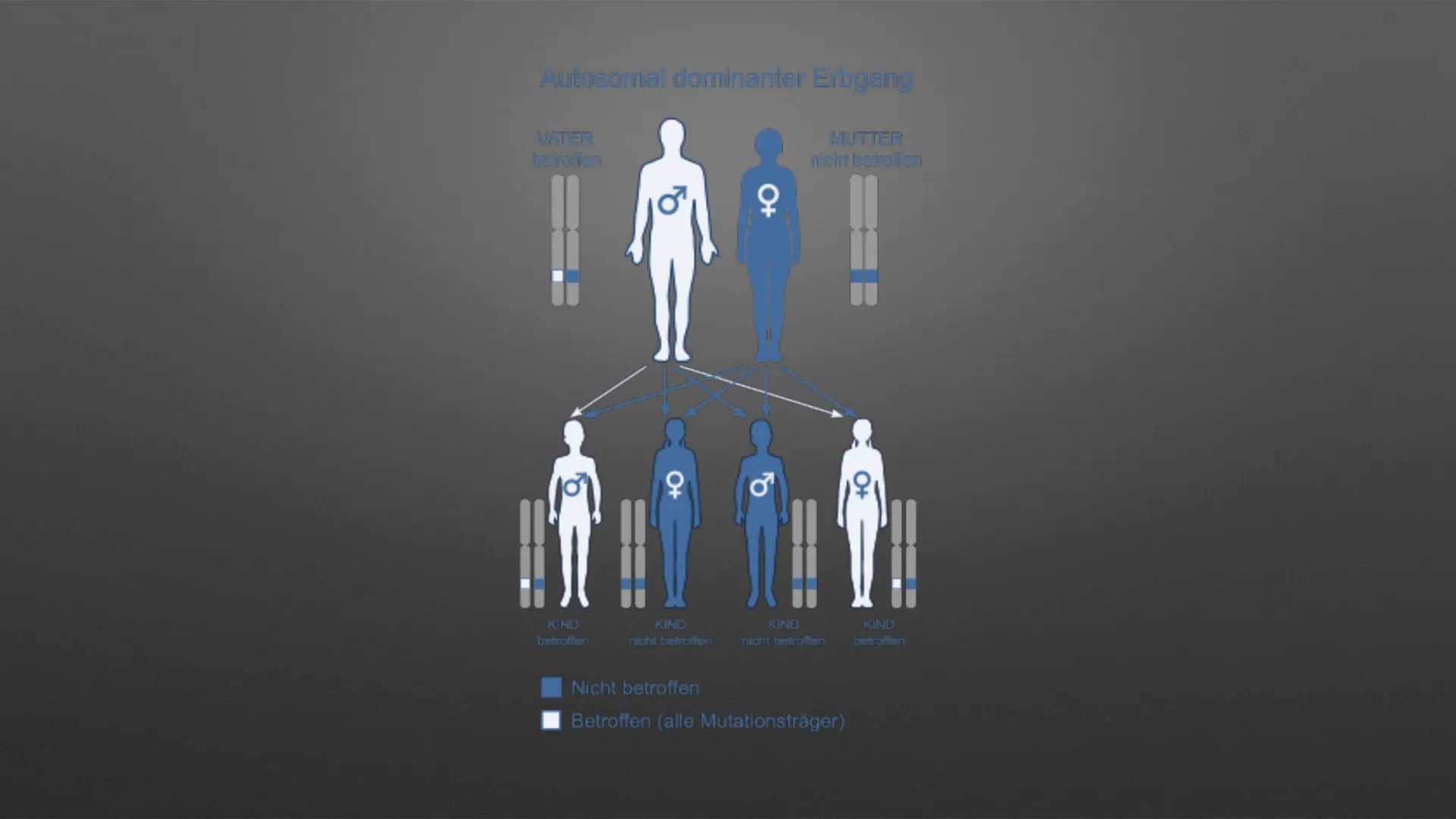 
<p>Das Marfan-Syndrom ist eine seltene genetische Erkrankung des Bindegewebes, die viele verschiedene Organe wie Knochen, Gelenke, Herz ode