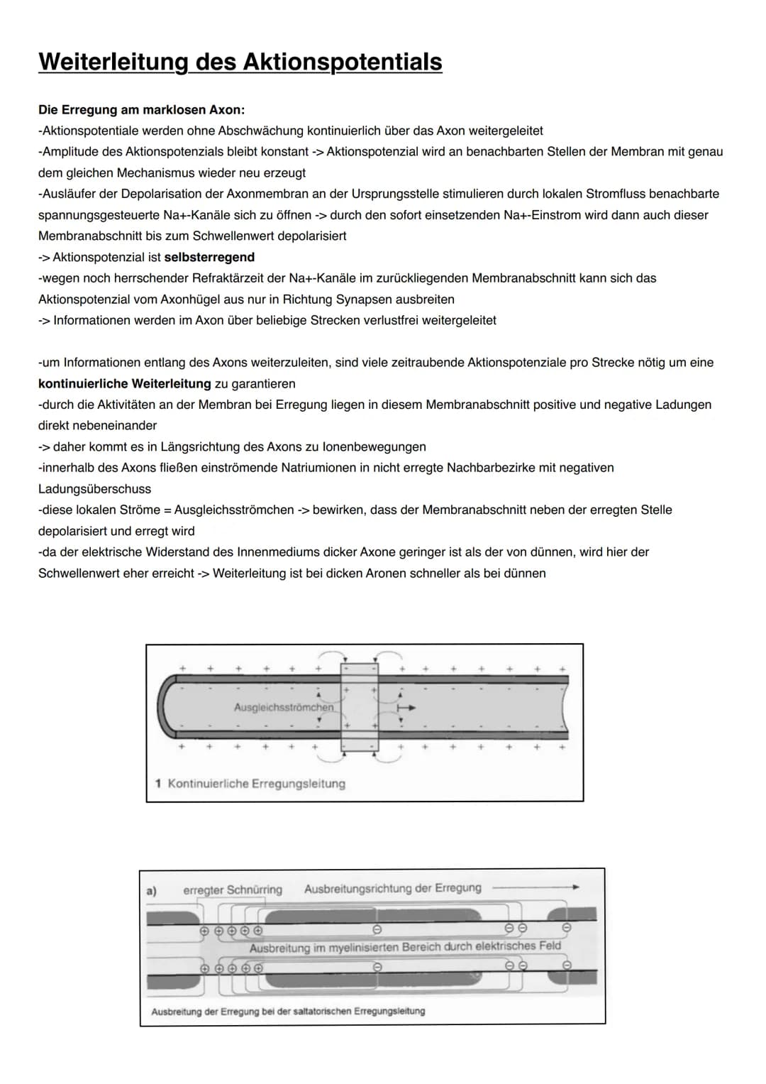 NEUROBIOLOGIE Informationsaufnahme und Informationsverarbeitung
Reiz
Rezeptor
ZNS (Gehim, Rückenmark)
Transduktion:
sensorische Nervenfaser
