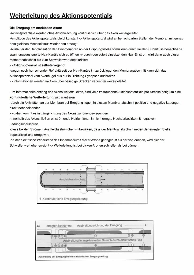 NEUROBIOLOGIE Informationsaufnahme und Informationsverarbeitung
Reiz
Rezeptor
ZNS (Gehim, Rückenmark)
Transduktion:
sensorische Nervenfaser
