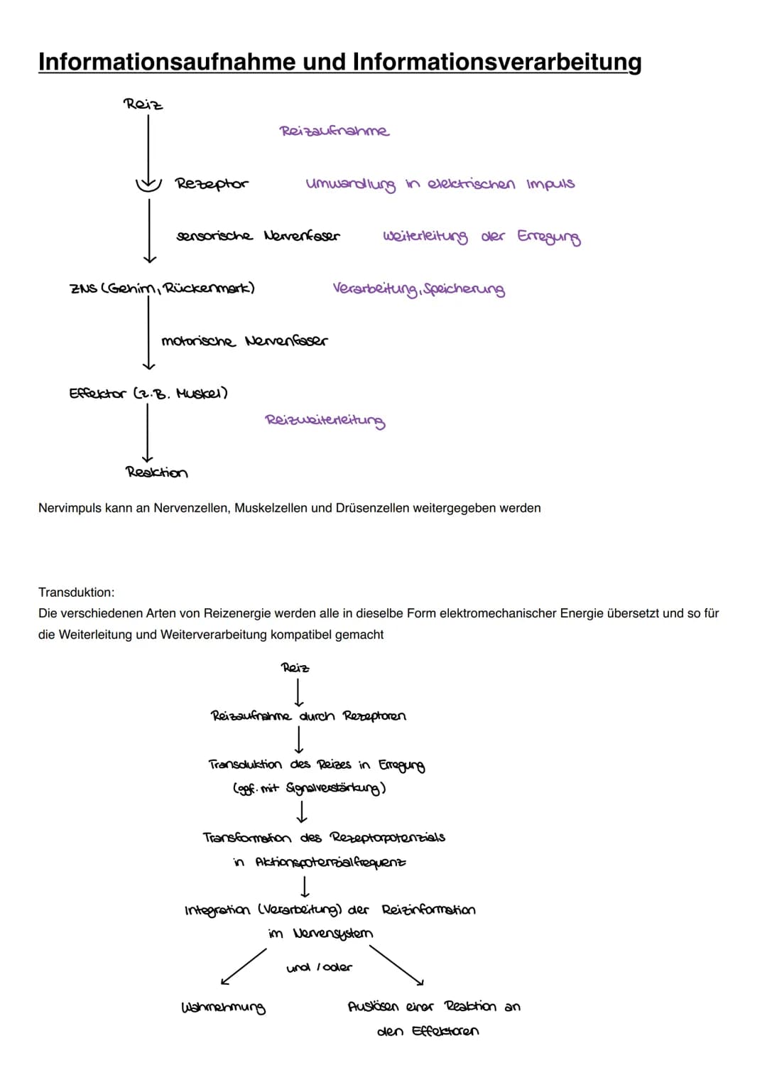 NEUROBIOLOGIE Informationsaufnahme und Informationsverarbeitung
Reiz
Rezeptor
ZNS (Gehim, Rückenmark)
Transduktion:
sensorische Nervenfaser
