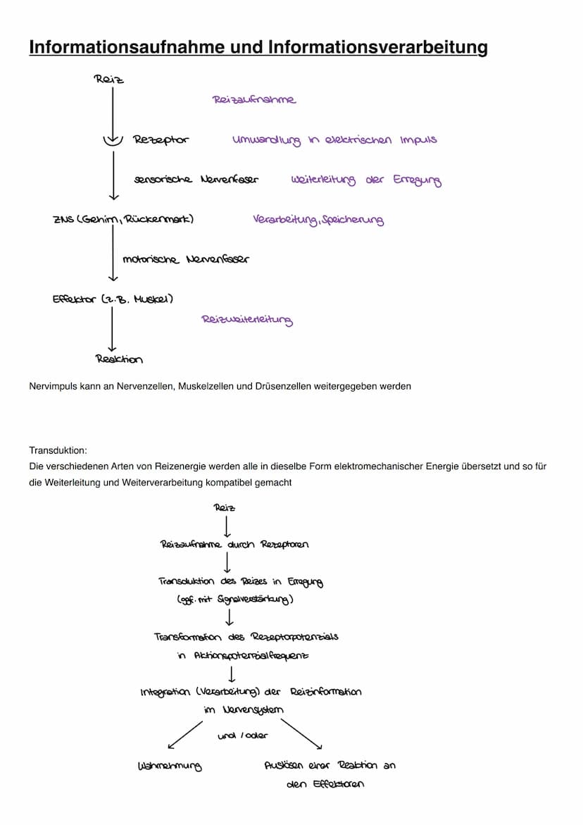 NEUROBIOLOGIE Informationsaufnahme und Informationsverarbeitung
Reiz
Rezeptor
ZNS (Gehim, Rückenmark)
Transduktion:
sensorische Nervenfaser
