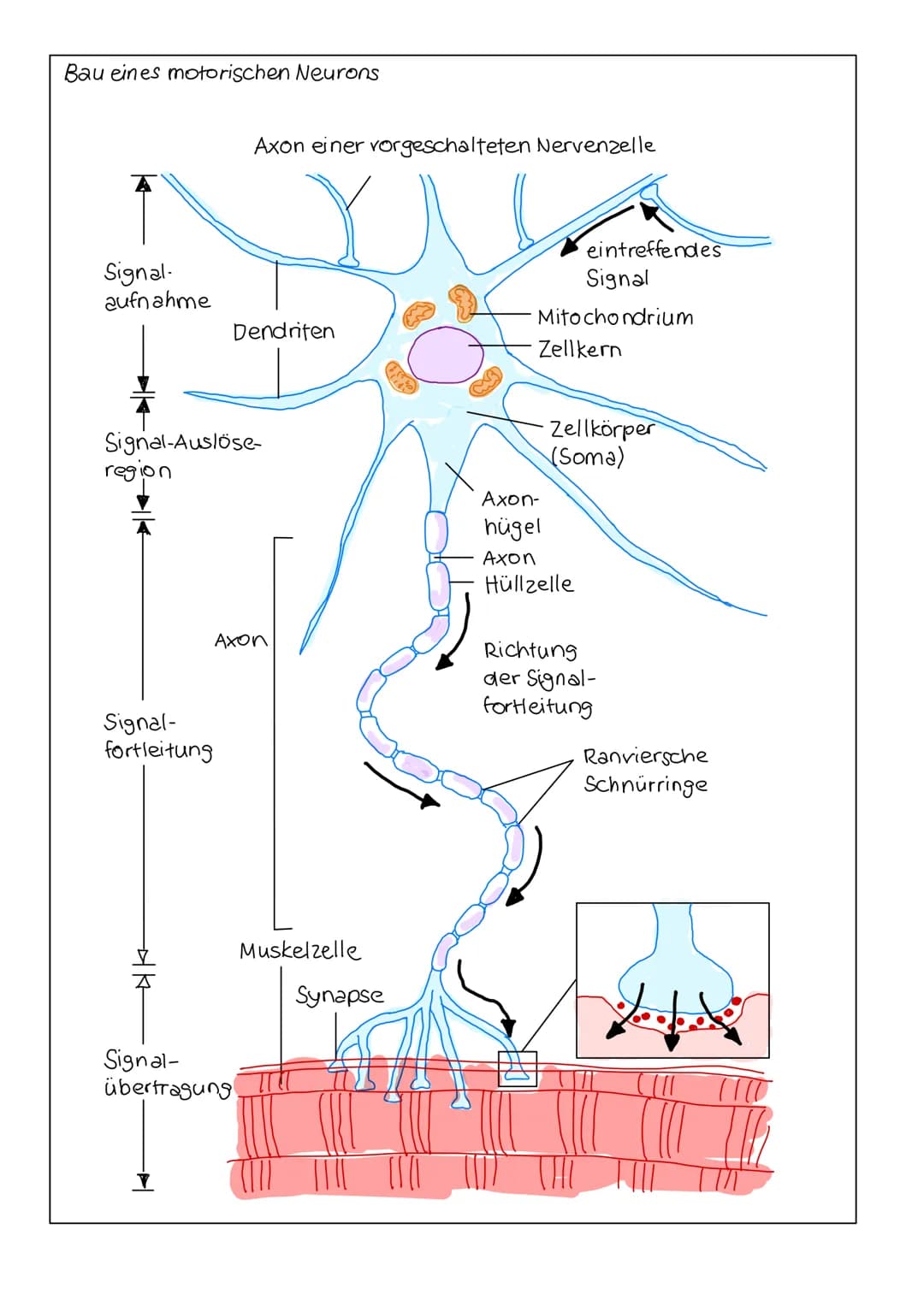NEUROBIOLOGIE Informationsaufnahme und Informationsverarbeitung
Reiz
Rezeptor
ZNS (Gehim, Rückenmark)
Transduktion:
sensorische Nervenfaser
