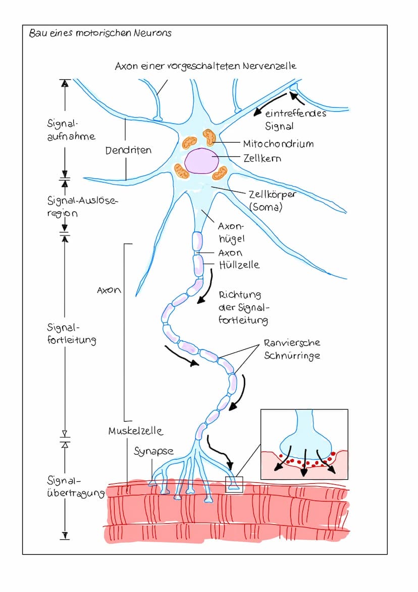 NEUROBIOLOGIE Informationsaufnahme und Informationsverarbeitung
Reiz
Rezeptor
ZNS (Gehim, Rückenmark)
Transduktion:
sensorische Nervenfaser
