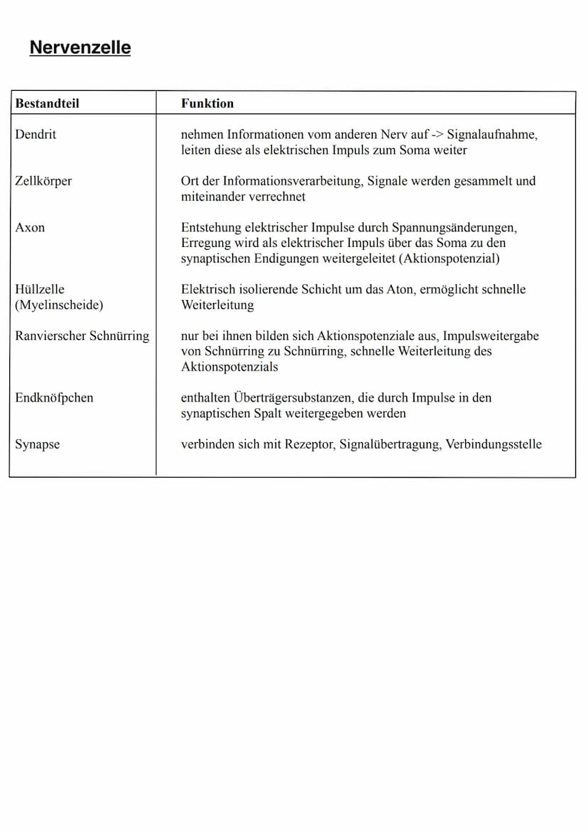 NEUROBIOLOGIE Informationsaufnahme und Informationsverarbeitung
Reiz
Rezeptor
ZNS (Gehim, Rückenmark)
Transduktion:
sensorische Nervenfaser
