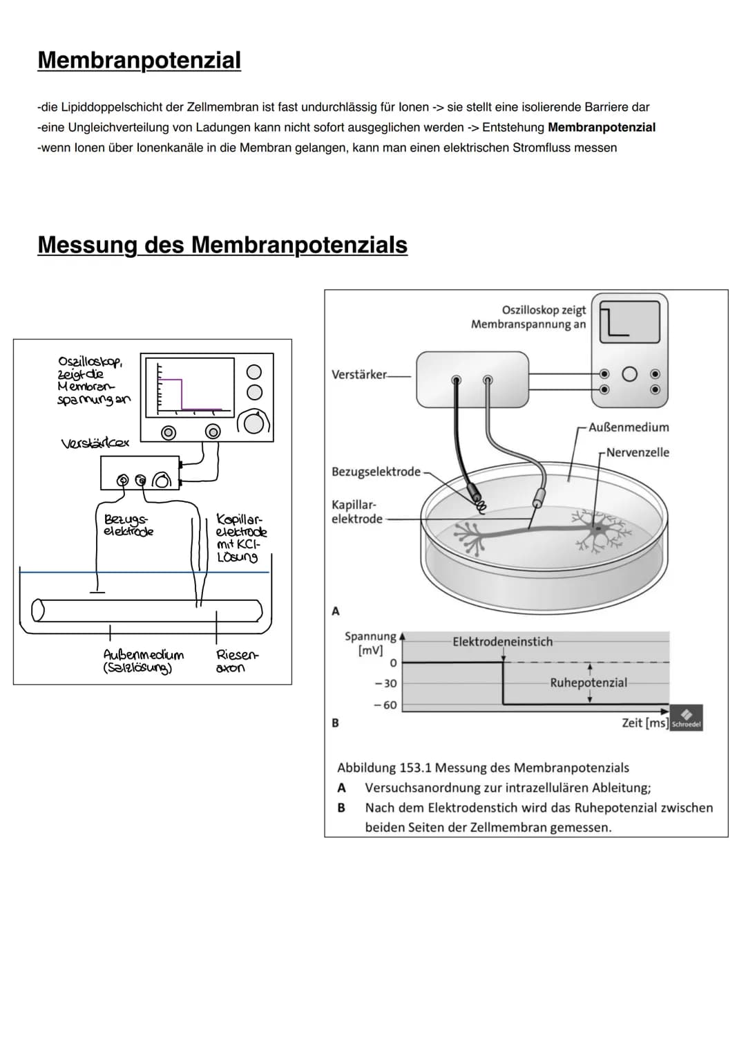 NEUROBIOLOGIE Informationsaufnahme und Informationsverarbeitung
Reiz
Rezeptor
ZNS (Gehim, Rückenmark)
Transduktion:
sensorische Nervenfaser
