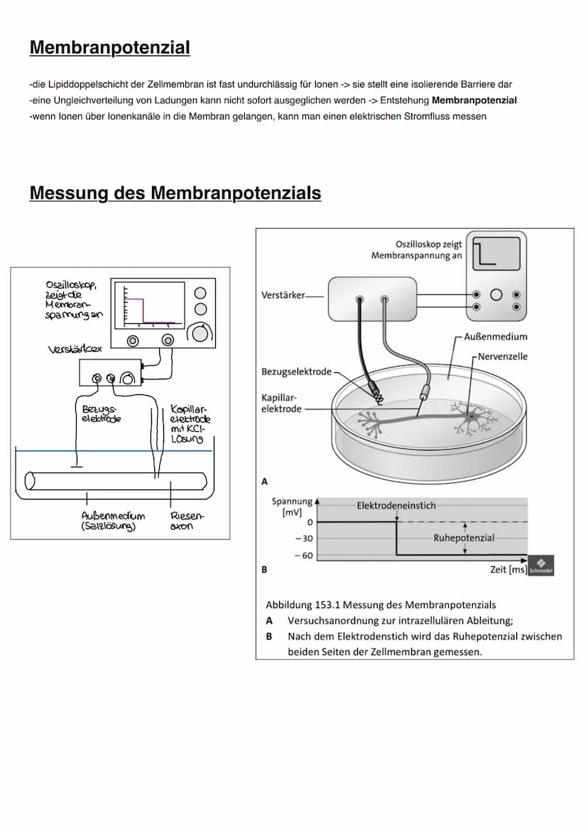 NEUROBIOLOGIE Informationsaufnahme und Informationsverarbeitung
Reiz
Rezeptor
ZNS (Gehim, Rückenmark)
Transduktion:
sensorische Nervenfaser
