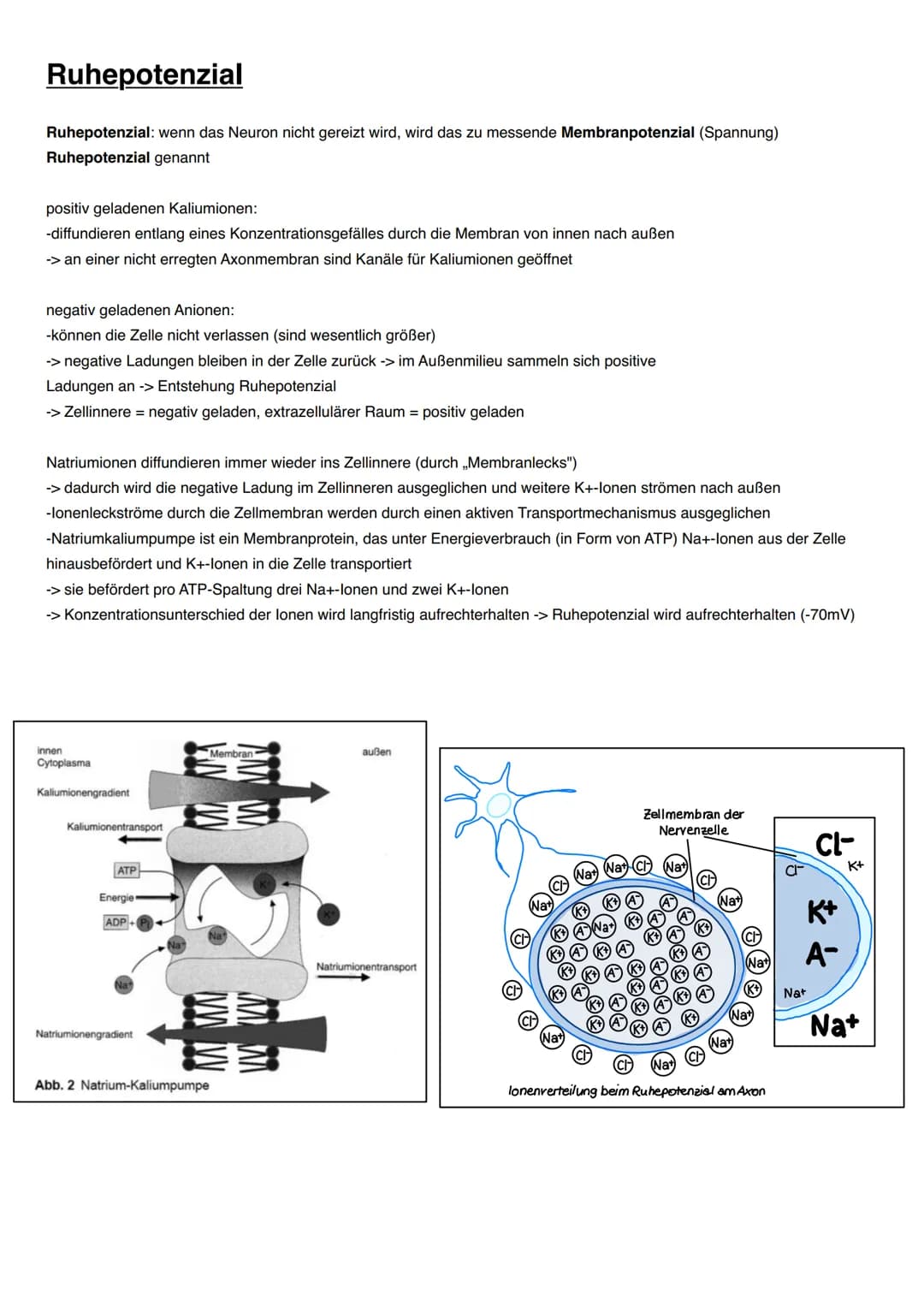 NEUROBIOLOGIE Informationsaufnahme und Informationsverarbeitung
Reiz
Rezeptor
ZNS (Gehim, Rückenmark)
Transduktion:
sensorische Nervenfaser
