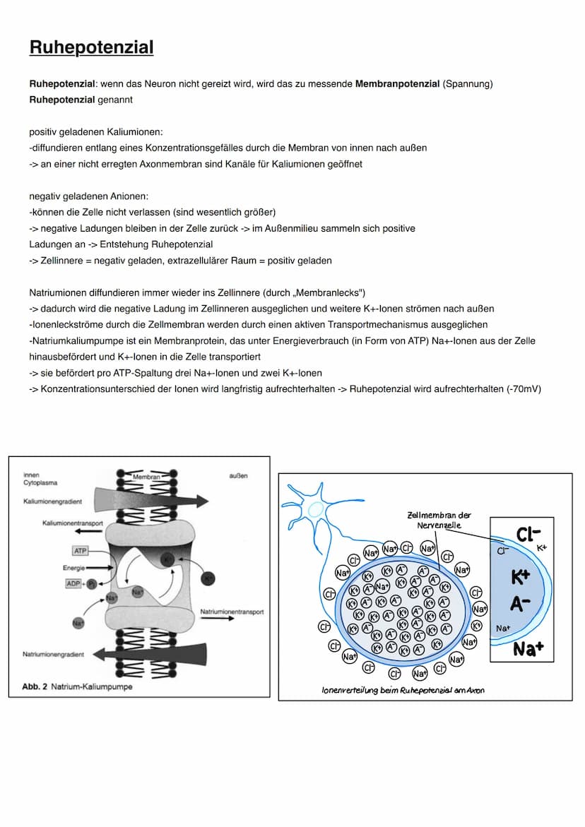 NEUROBIOLOGIE Informationsaufnahme und Informationsverarbeitung
Reiz
Rezeptor
ZNS (Gehim, Rückenmark)
Transduktion:
sensorische Nervenfaser
