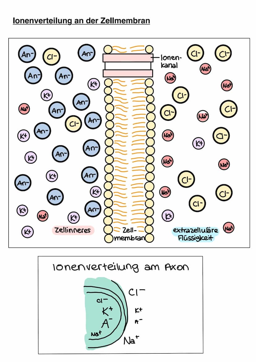 NEUROBIOLOGIE Informationsaufnahme und Informationsverarbeitung
Reiz
Rezeptor
ZNS (Gehim, Rückenmark)
Transduktion:
sensorische Nervenfaser
