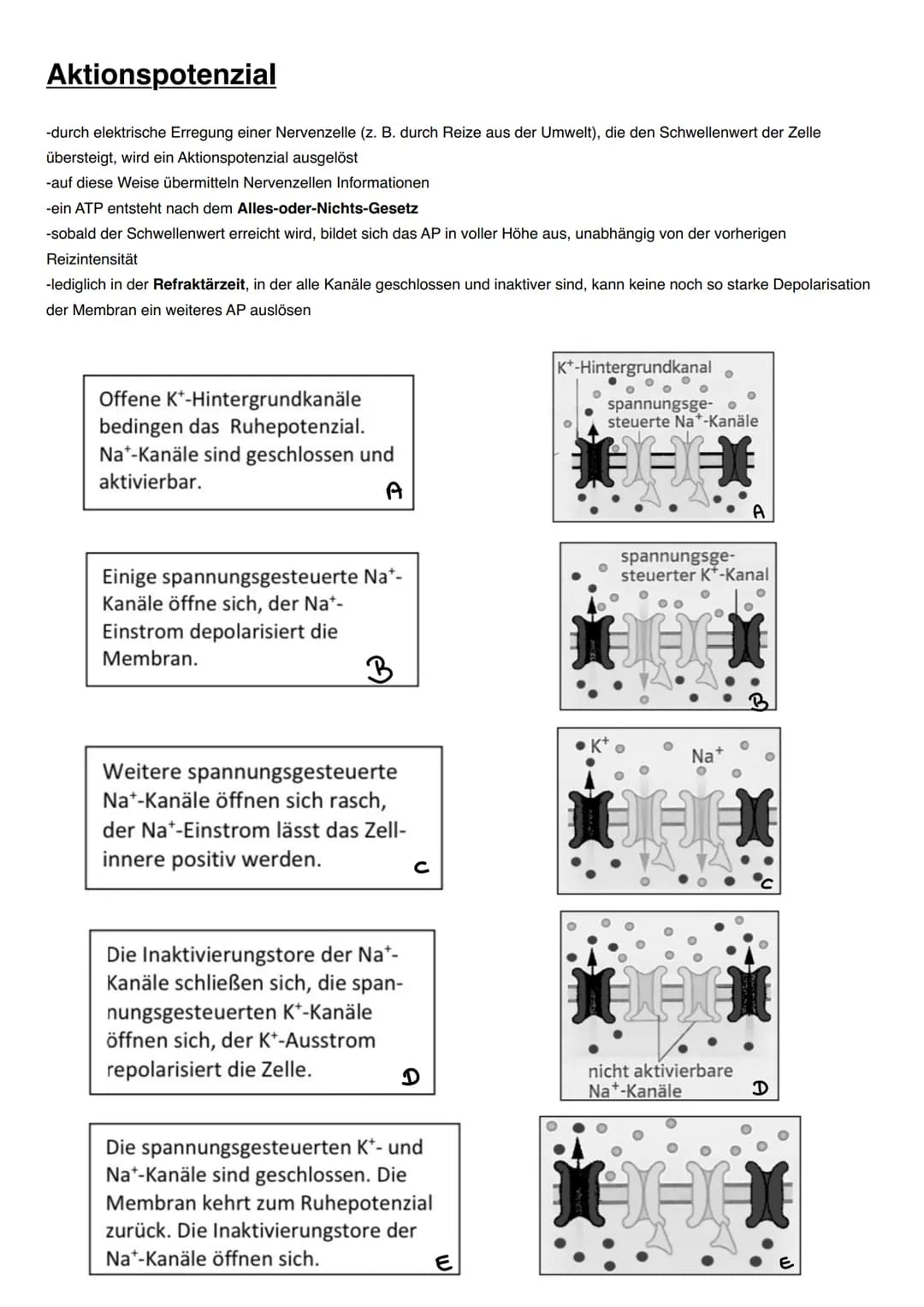 NEUROBIOLOGIE Informationsaufnahme und Informationsverarbeitung
Reiz
Rezeptor
ZNS (Gehim, Rückenmark)
Transduktion:
sensorische Nervenfaser
