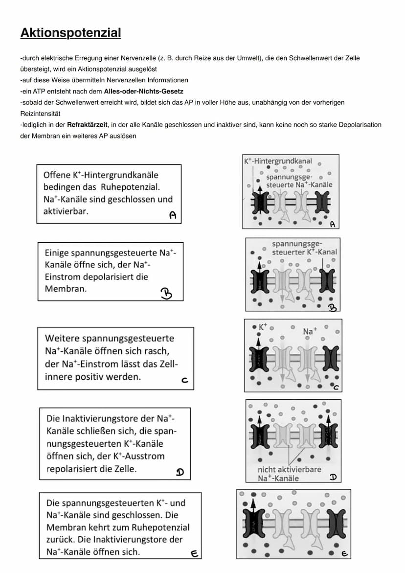 NEUROBIOLOGIE Informationsaufnahme und Informationsverarbeitung
Reiz
Rezeptor
ZNS (Gehim, Rückenmark)
Transduktion:
sensorische Nervenfaser

