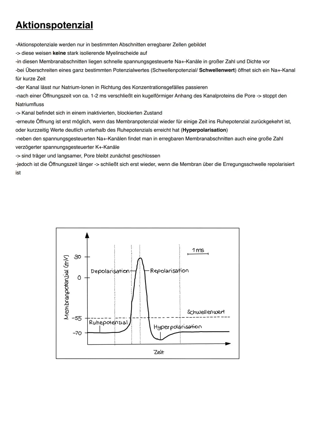 NEUROBIOLOGIE Informationsaufnahme und Informationsverarbeitung
Reiz
Rezeptor
ZNS (Gehim, Rückenmark)
Transduktion:
sensorische Nervenfaser
