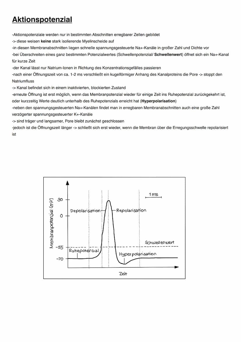 NEUROBIOLOGIE Informationsaufnahme und Informationsverarbeitung
Reiz
Rezeptor
ZNS (Gehim, Rückenmark)
Transduktion:
sensorische Nervenfaser
