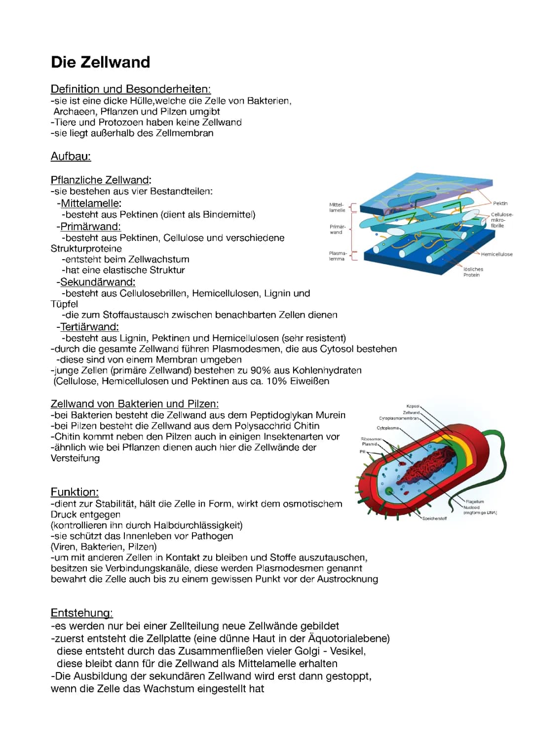 Die Zellwand 