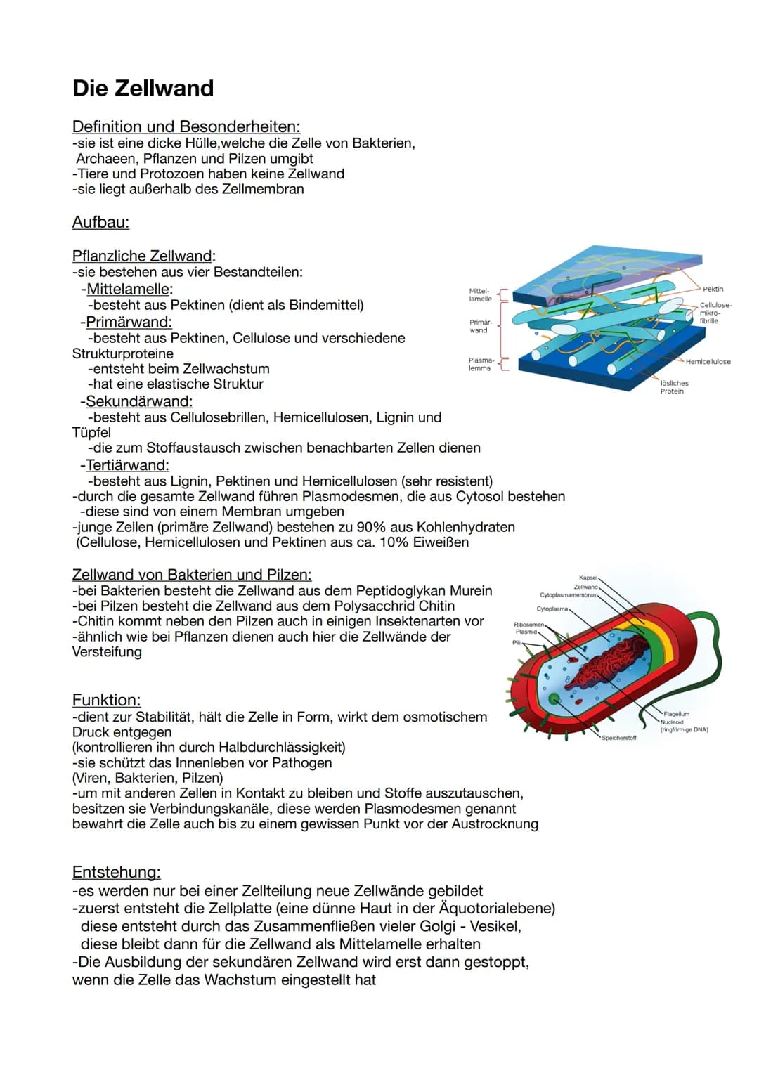 Die Zellwand
Definition und Besonderheiten:
-sie ist eine dicke Hülle, welche die Zelle von Bakterien,
Archaeen, Pflanzen und Pilzen umgibt
