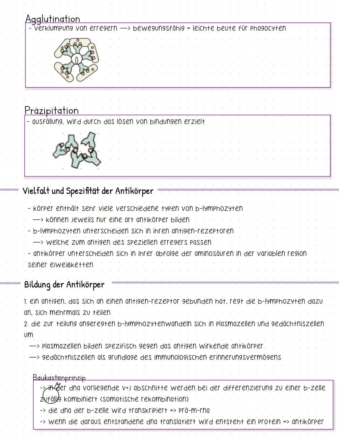 # Antikörper

-> werden von b-lymphozyten gebildet

=> werden plasmazellen gennant

-> antigene sind proteine- immunglobuline (ig)

-> es gi