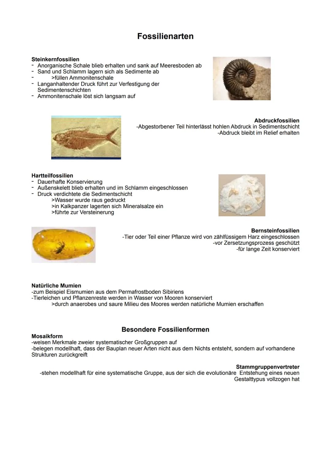 Synthetische Evolutionstheorie
-entstanden aus dem Grundgedanken Darwins
-mit Erkenntnissen aus fast allen Bereichen der Biologie
-Populatio