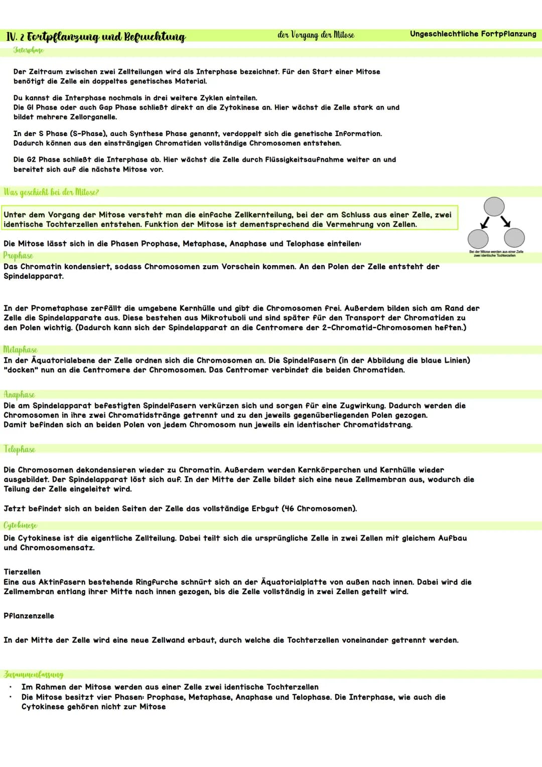 Biologie IV.1 Genetik
46 Chromosomen
46 Chromosomen
??? Chromosomen
Definition diploid
genetische Informationen liegen doppelt vor
Definitio