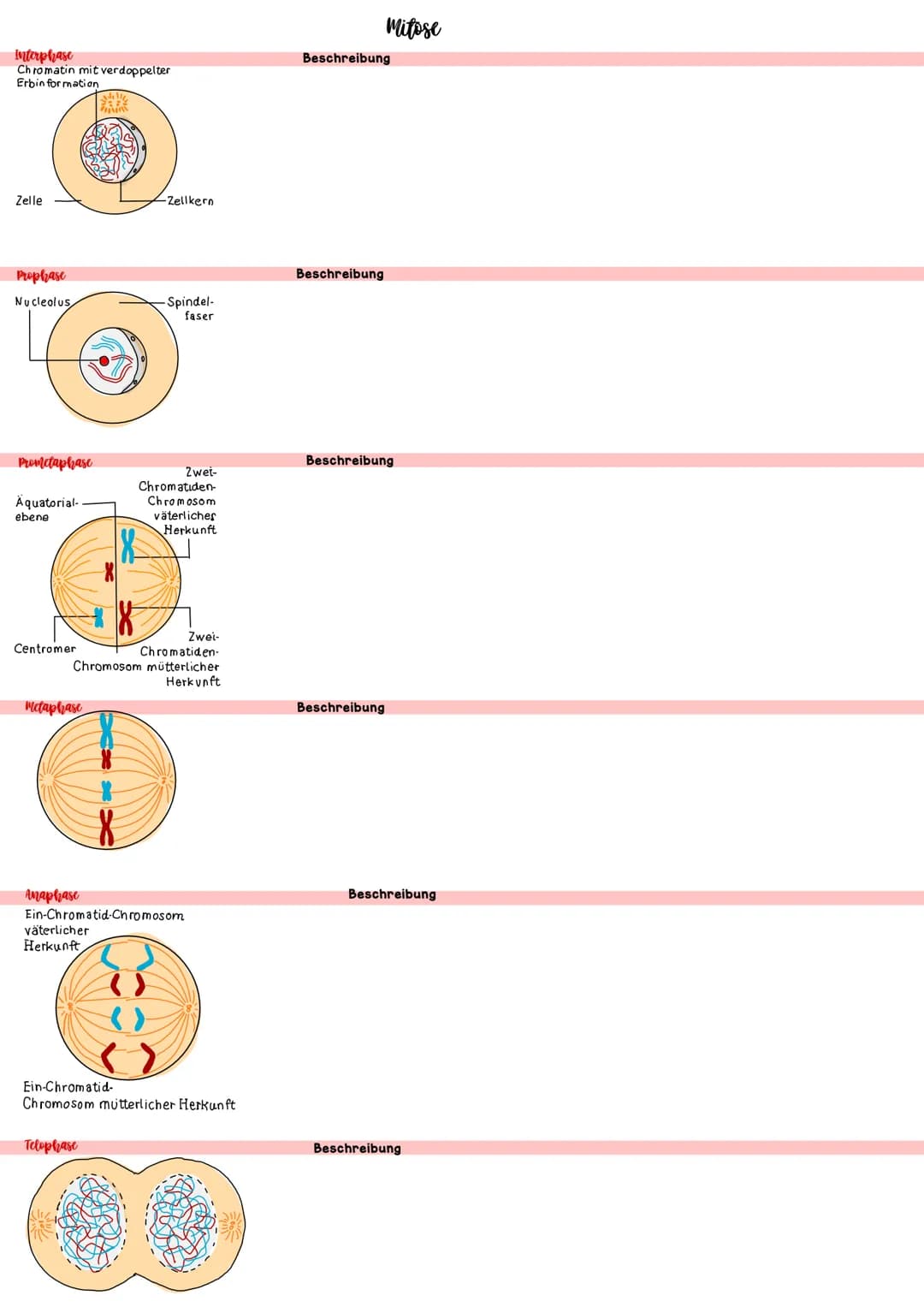 Biologie IV.1 Genetik
46 Chromosomen
46 Chromosomen
??? Chromosomen
Definition diploid
genetische Informationen liegen doppelt vor
Definitio
