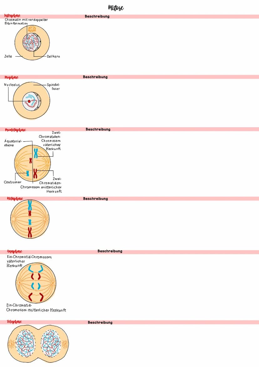 Biologie IV.1 Genetik
46 Chromosomen
46 Chromosomen
??? Chromosomen
Definition diploid
genetische Informationen liegen doppelt vor
Definitio