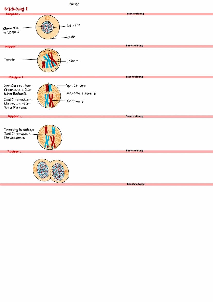 Biologie IV.1 Genetik
46 Chromosomen
46 Chromosomen
??? Chromosomen
Definition diploid
genetische Informationen liegen doppelt vor
Definitio