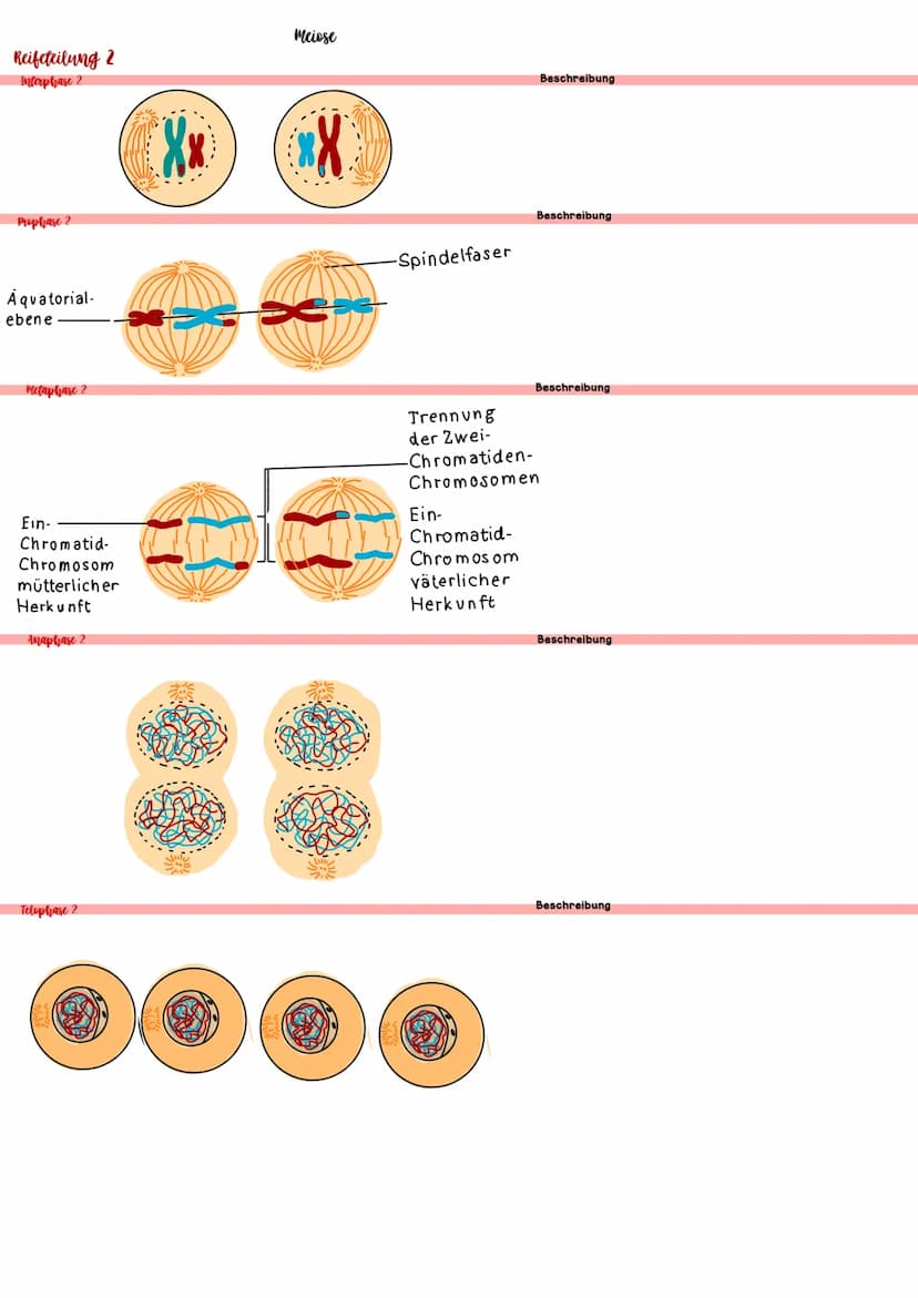 Biologie IV.1 Genetik
46 Chromosomen
46 Chromosomen
??? Chromosomen
Definition diploid
genetische Informationen liegen doppelt vor
Definitio