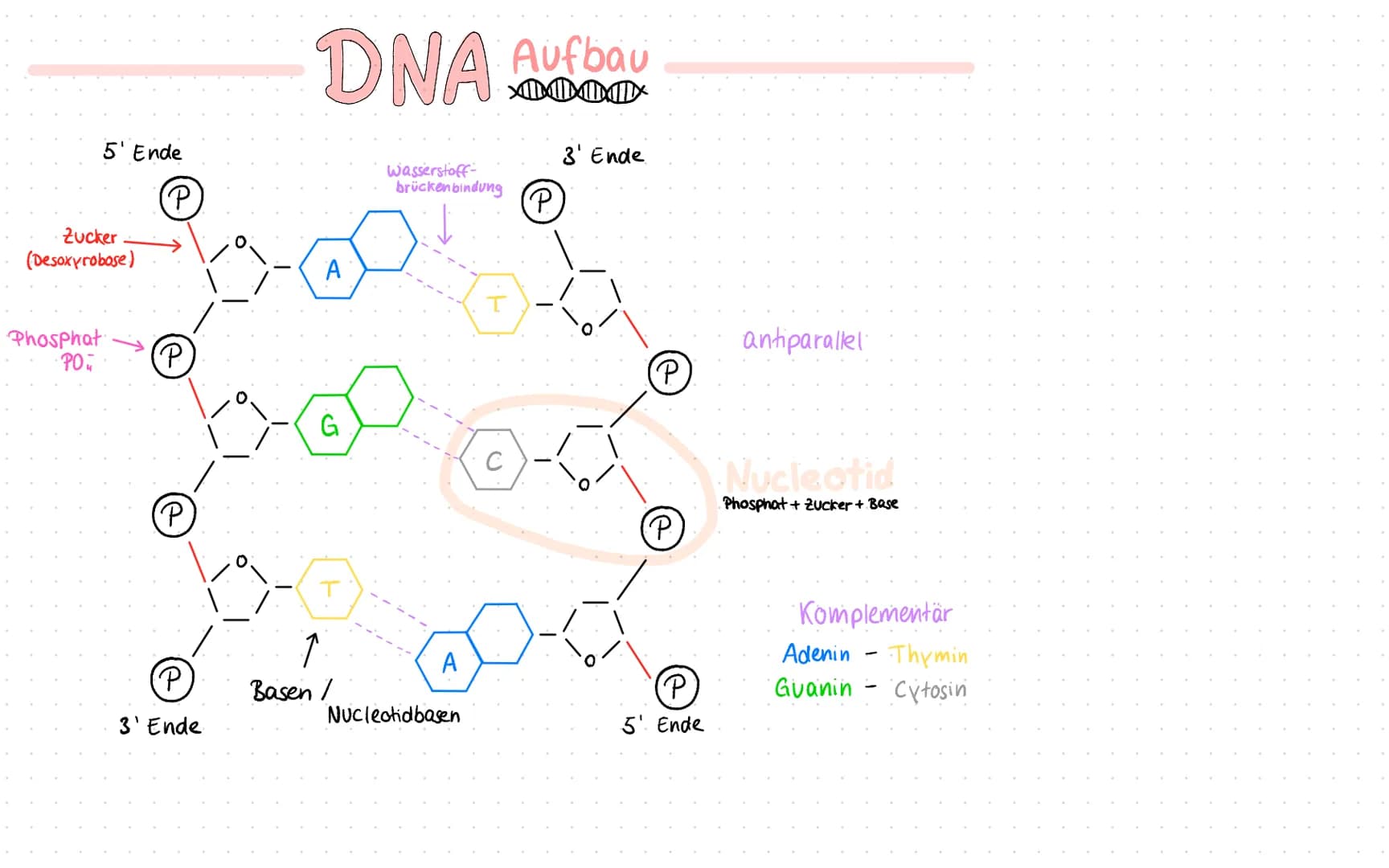 5' Ende
Zucker
(Desoxyrobose)
Phosphat
PO.
(P
P
(P)
P
3' Ende.
DNA Aufbau
A
G
Basen /
Wasserstoff-
brückenbindung
A
Nucleotidbasen
C
P
3' En