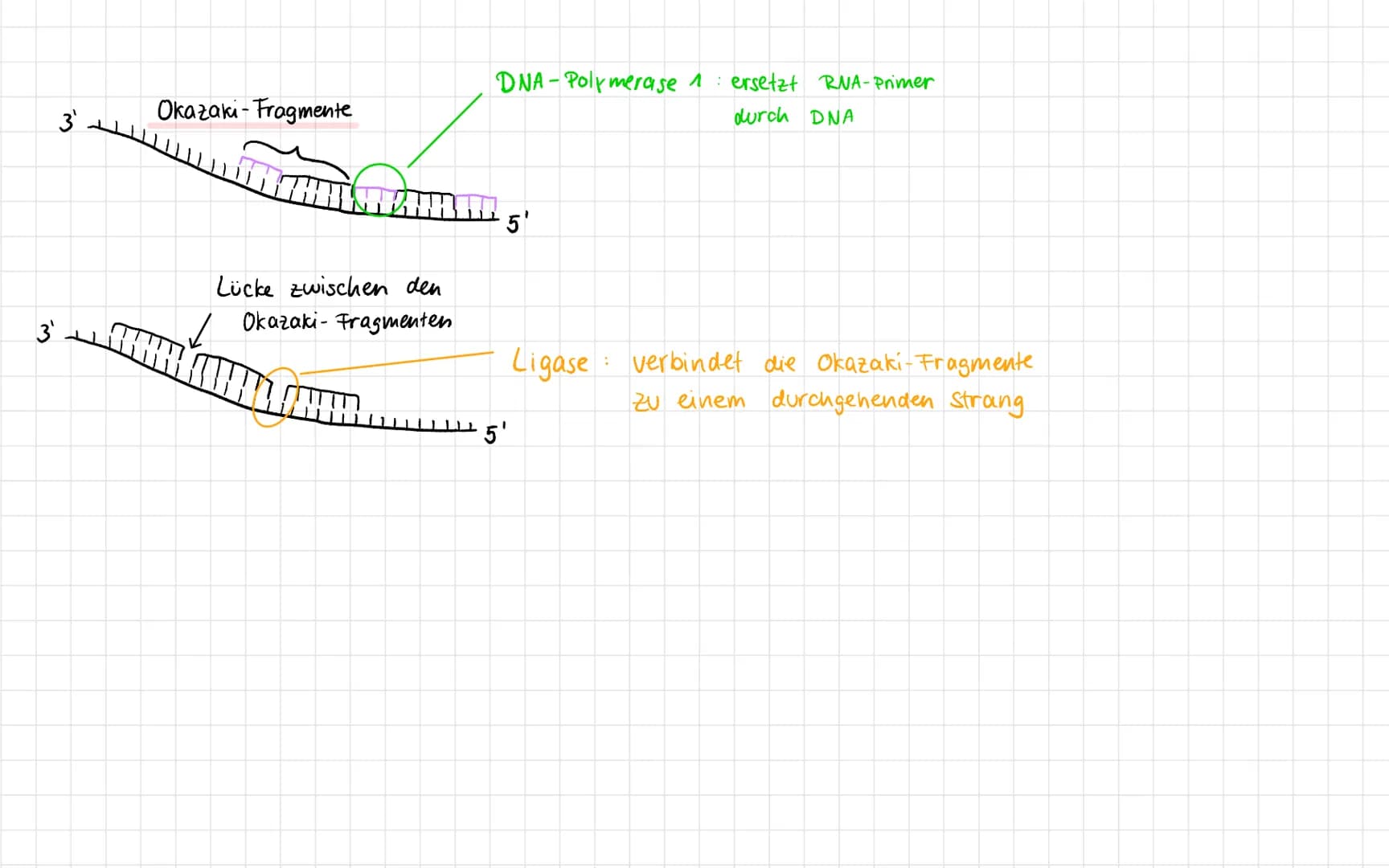 5' Ende
Zucker
(Desoxyrobose)
Phosphat
PO.
(P
P
(P)
P
3' Ende.
DNA Aufbau
A
G
Basen /
Wasserstoff-
brückenbindung
A
Nucleotidbasen
C
P
3' En