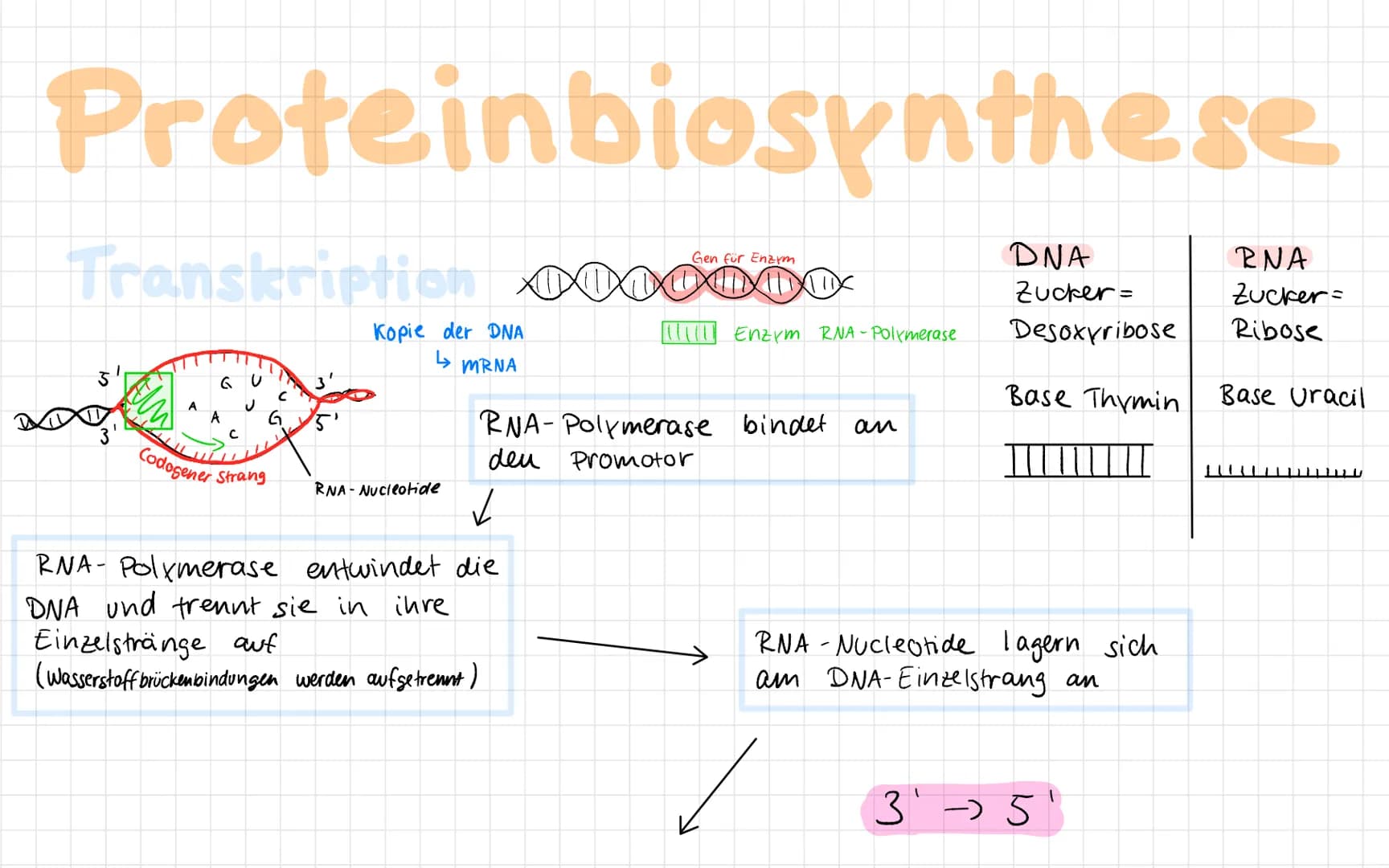 5' Ende
Zucker
(Desoxyrobose)
Phosphat
PO.
(P
P
(P)
P
3' Ende.
DNA Aufbau
A
G
Basen /
Wasserstoff-
brückenbindung
A
Nucleotidbasen
C
P
3' En