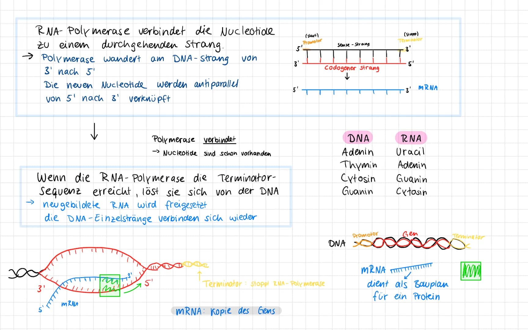 5' Ende
Zucker
(Desoxyrobose)
Phosphat
PO.
(P
P
(P)
P
3' Ende.
DNA Aufbau
A
G
Basen /
Wasserstoff-
brückenbindung
A
Nucleotidbasen
C
P
3' En