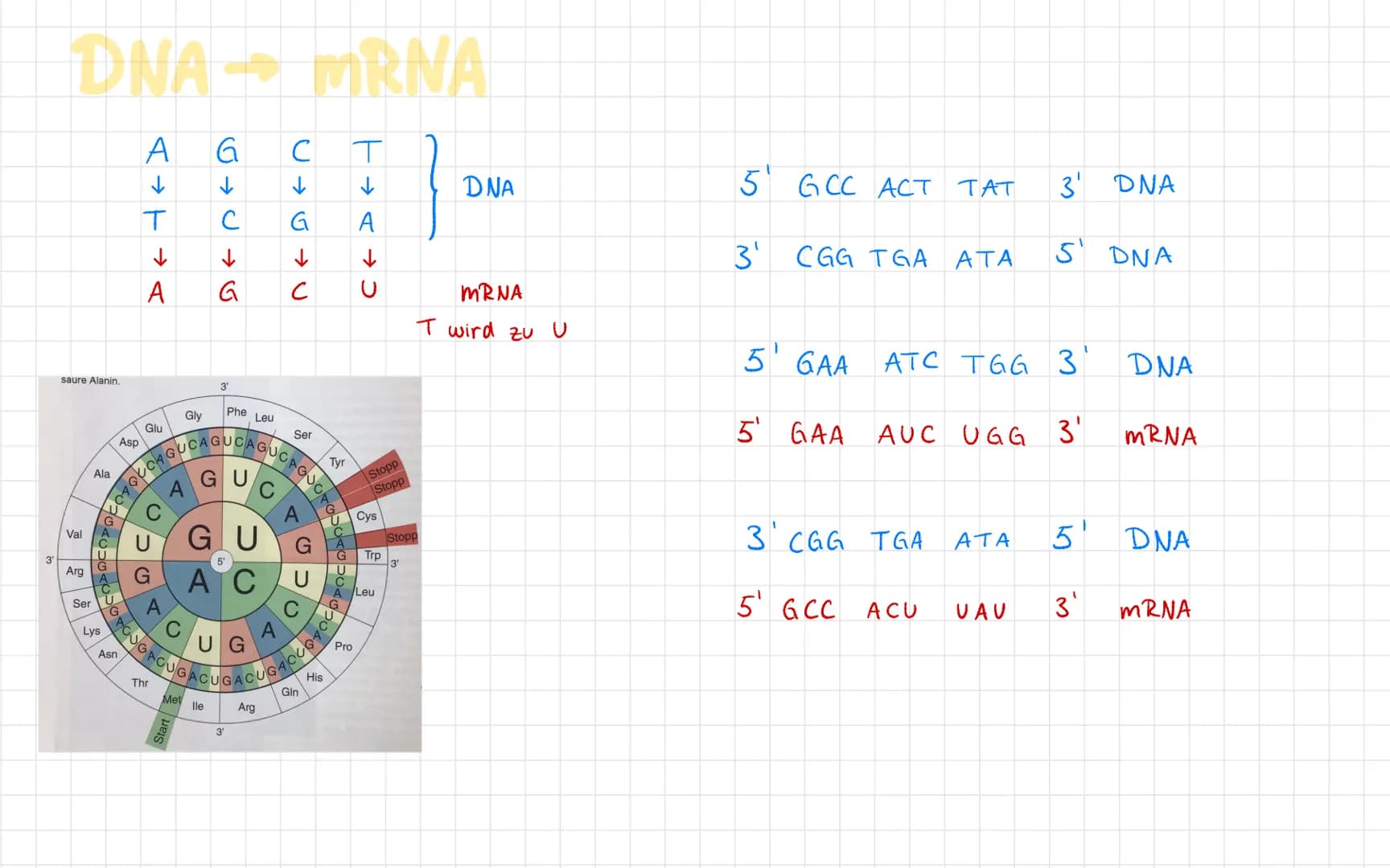 5' Ende
Zucker
(Desoxyrobose)
Phosphat
PO.
(P
P
(P)
P
3' Ende.
DNA Aufbau
A
G
Basen /
Wasserstoff-
brückenbindung
A
Nucleotidbasen
C
P
3' En