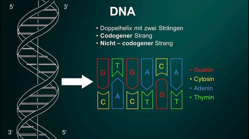 Proteinbiosynthese
Die Geburt eines Proteins ●
• DNA
●
●
Inhalt
Proteinbiosnythese - Definition
Transkription
Initation
Elongation
Terminati