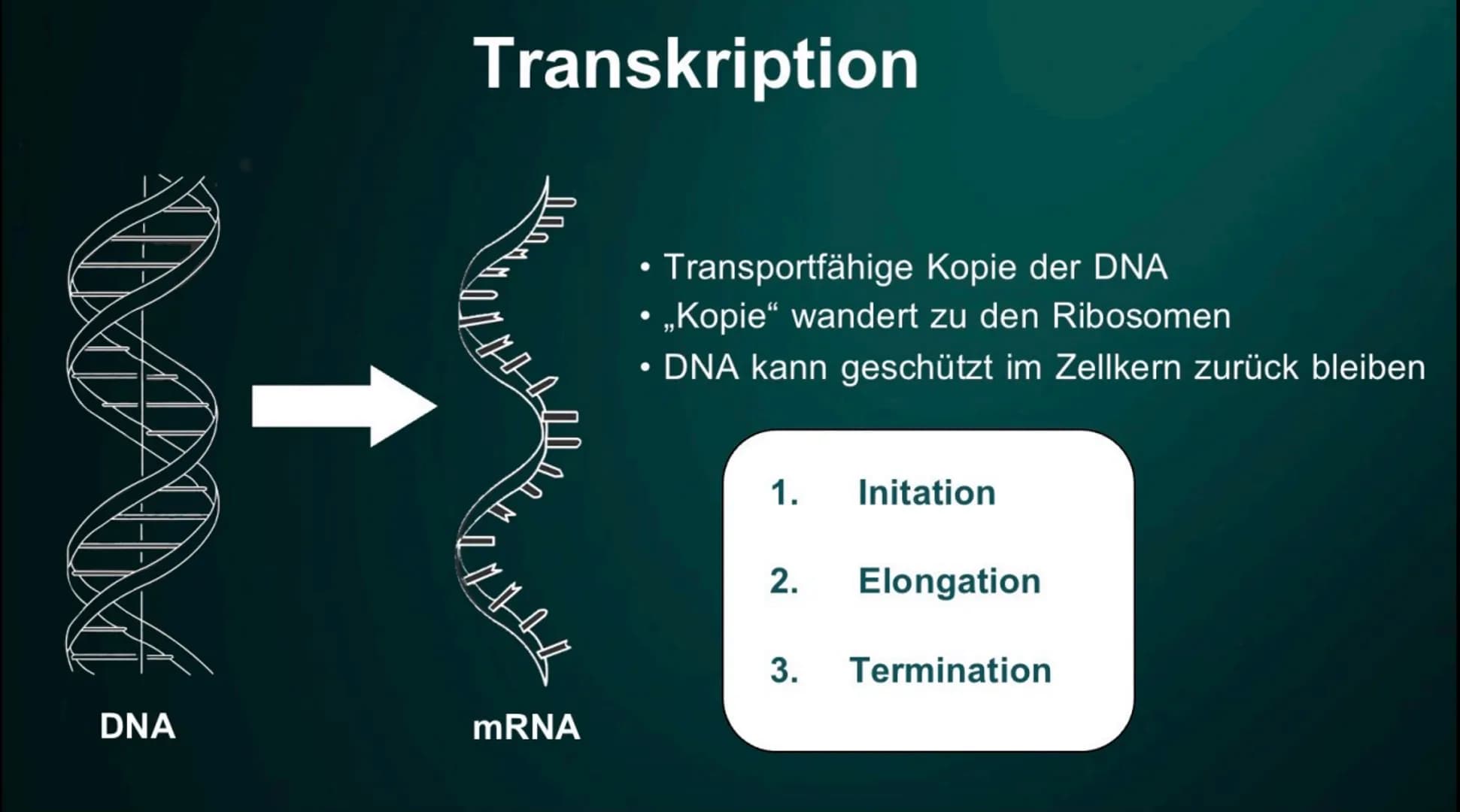 Proteinbiosynthese
Die Geburt eines Proteins ●
• DNA
●
●
Inhalt
Proteinbiosnythese - Definition
Transkription
Initation
Elongation
Terminati