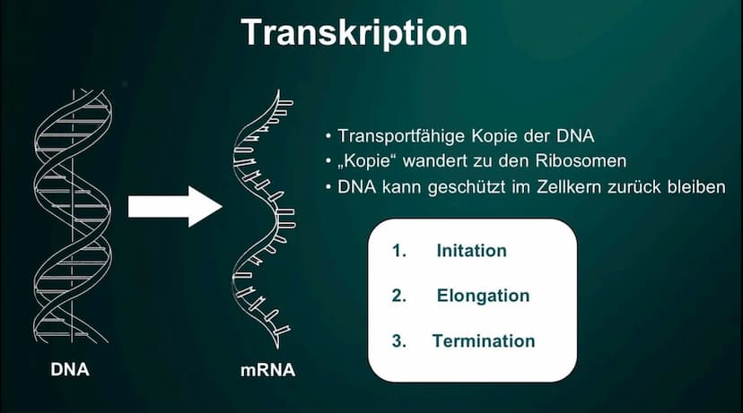 Proteinbiosynthese
Die Geburt eines Proteins ●
• DNA
●
●
Inhalt
Proteinbiosnythese - Definition
Transkription
Initation
Elongation
Terminati