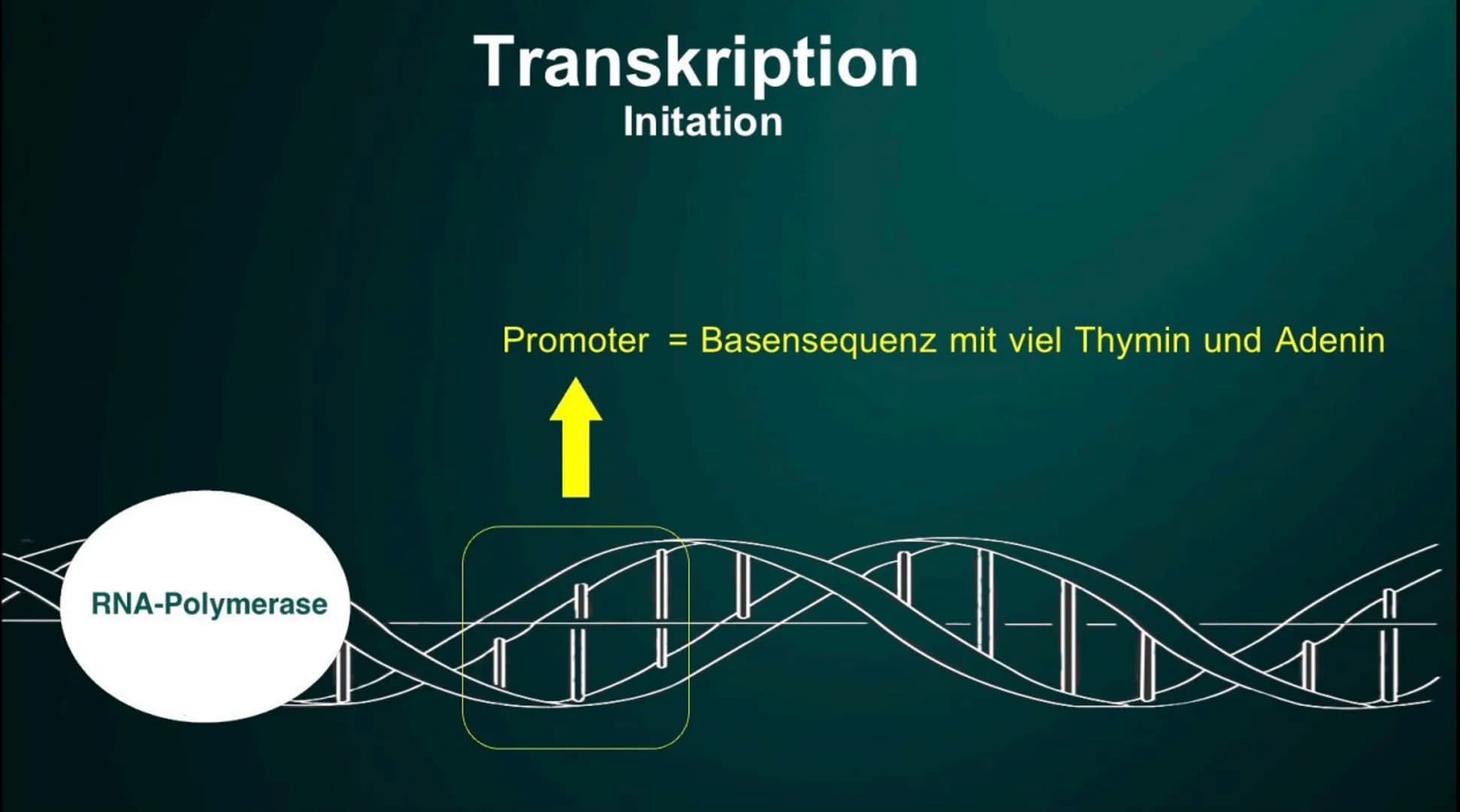 Proteinbiosynthese
Die Geburt eines Proteins ●
• DNA
●
●
Inhalt
Proteinbiosnythese - Definition
Transkription
Initation
Elongation
Terminati