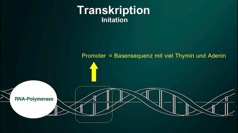 Proteinbiosynthese
Die Geburt eines Proteins ●
• DNA
●
●
Inhalt
Proteinbiosnythese - Definition
Transkription
Initation
Elongation
Terminati
