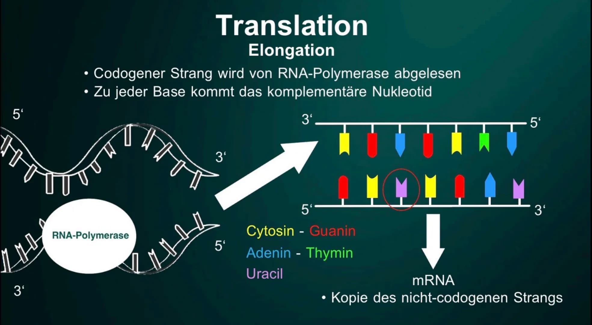 Proteinbiosynthese
Die Geburt eines Proteins ●
• DNA
●
●
Inhalt
Proteinbiosnythese - Definition
Transkription
Initation
Elongation
Terminati