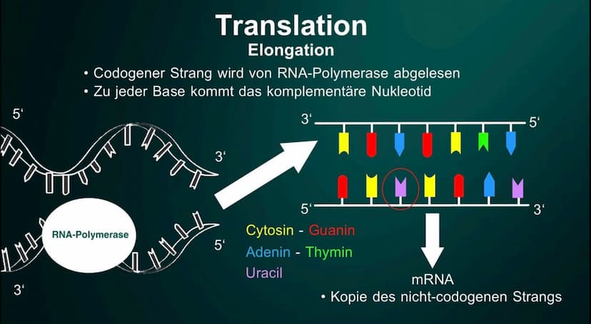 Proteinbiosynthese
Die Geburt eines Proteins ●
• DNA
●
●
Inhalt
Proteinbiosnythese - Definition
Transkription
Initation
Elongation
Terminati