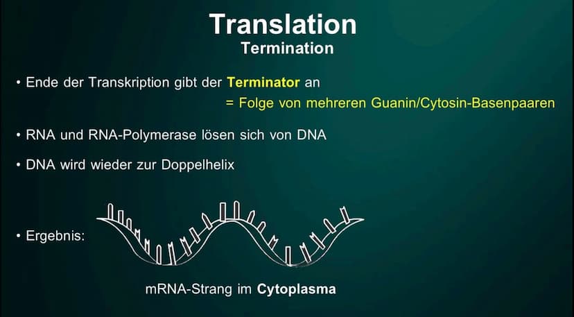 Proteinbiosynthese
Die Geburt eines Proteins ●
• DNA
●
●
Inhalt
Proteinbiosnythese - Definition
Transkription
Initation
Elongation
Terminati