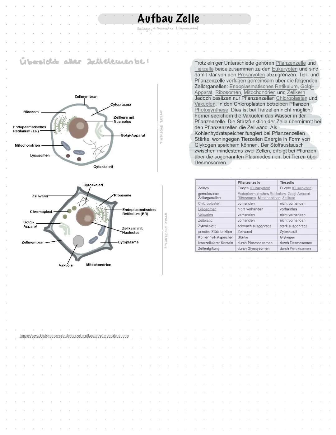 Bau und Funktion der einzelnen Zellorganellen