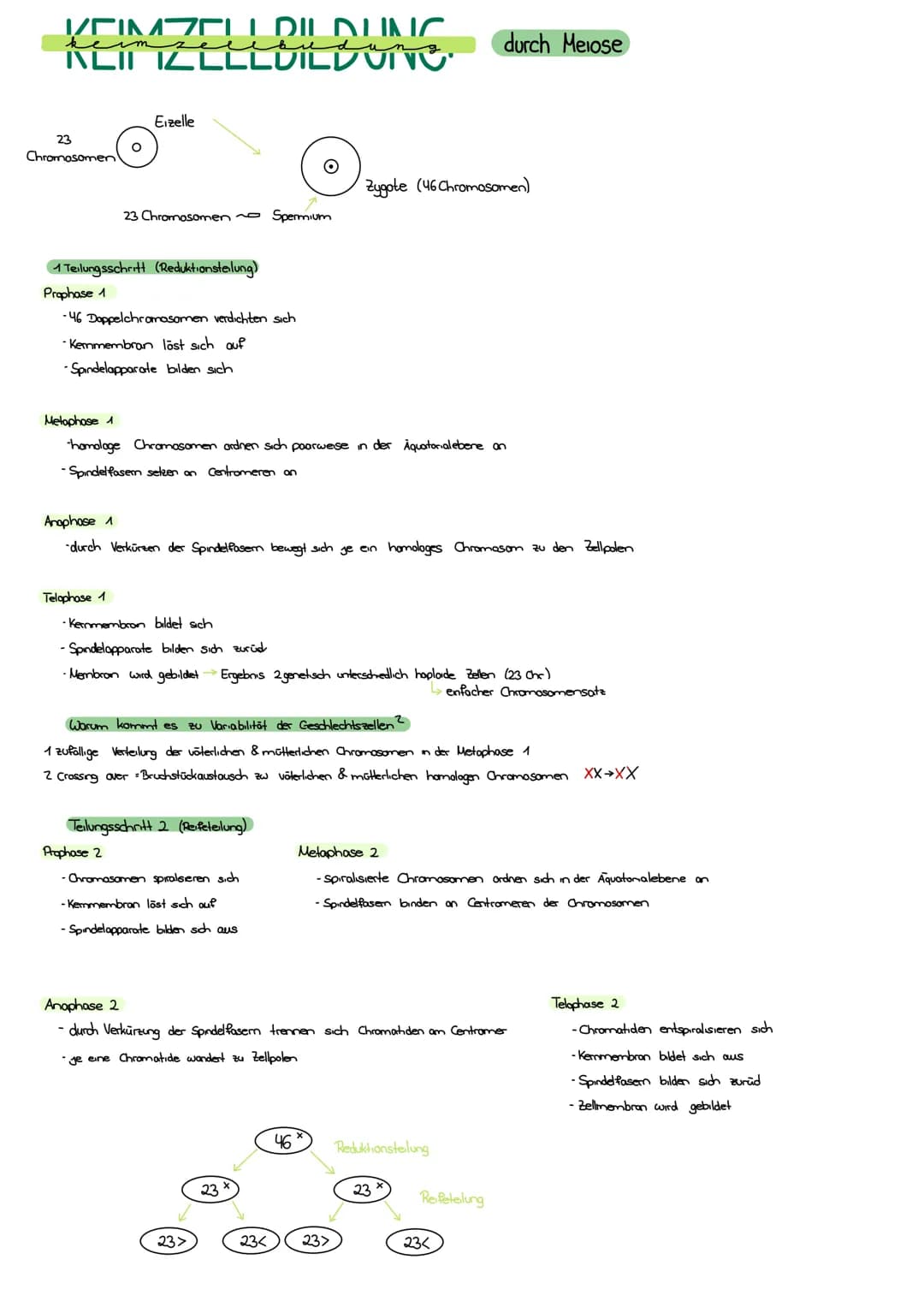 ICICLI DILALIMC
keimzelebue
dun
ILI IZLLLUILD VITO
23
Chromosomen!
O
Eizelle
1 Teilungsschritt (Reduktionsteilung)
Prophase 1
-46 Doppelchro