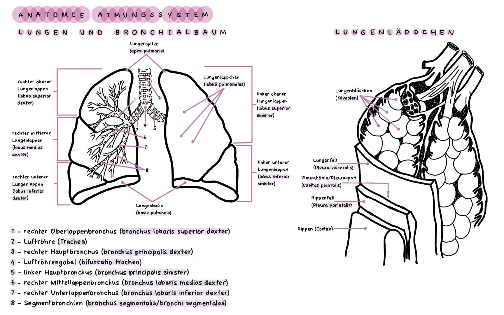 ΑΝΑΤΟΜΙΕ ATMUNGSSYSTEM
LUNGEN UND BRONCHI ALBAUM
Lungenspitze
(apex pulmonis)
rechter oberer
Lungenlappen
(lobus superior
dexter)
rechter mi