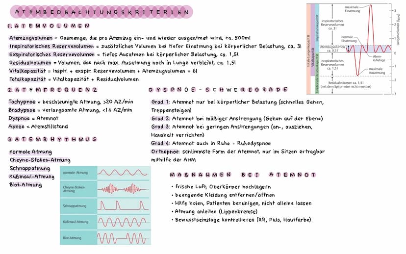 ΑΝΑΤΟΜΙΕ ATMUNGSSYSTEM
LUNGEN UND BRONCHI ALBAUM
Lungenspitze
(apex pulmonis)
rechter oberer
Lungenlappen
(lobus superior
dexter)
rechter mi