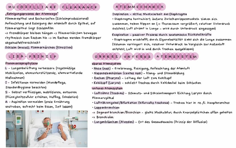 ΑΝΑΤΟΜΙΕ ATMUNGSSYSTEM
LUNGEN UND BRONCHI ALBAUM
Lungenspitze
(apex pulmonis)
rechter oberer
Lungenlappen
(lobus superior
dexter)
rechter mi