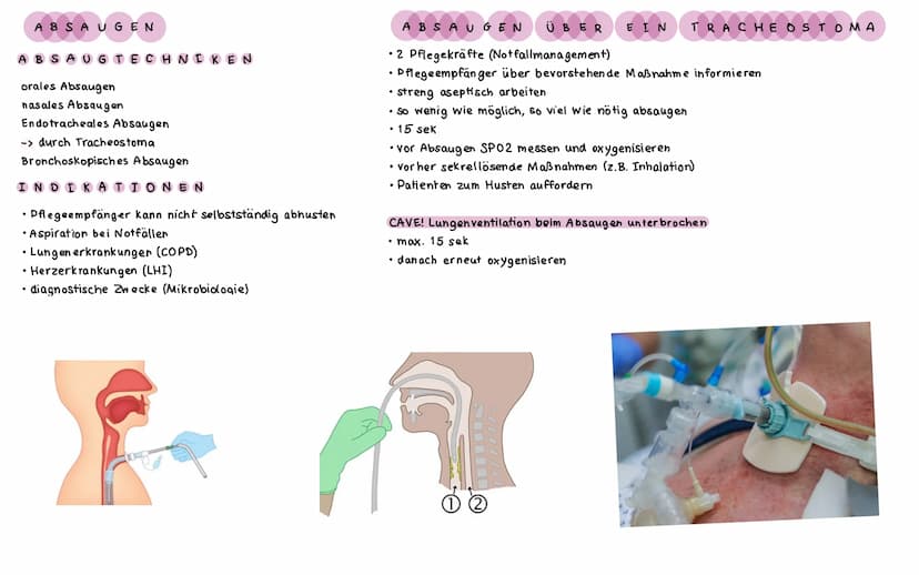 ΑΝΑΤΟΜΙΕ ATMUNGSSYSTEM
LUNGEN UND BRONCHI ALBAUM
Lungenspitze
(apex pulmonis)
rechter oberer
Lungenlappen
(lobus superior
dexter)
rechter mi