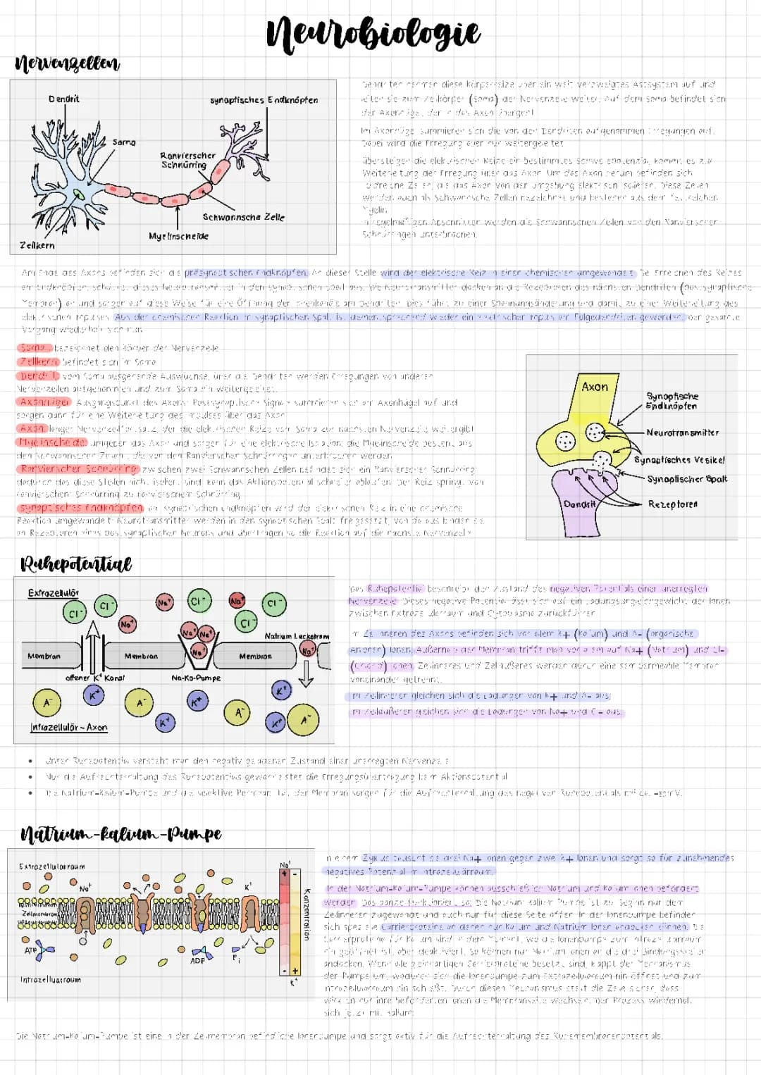 Neurobiologie 